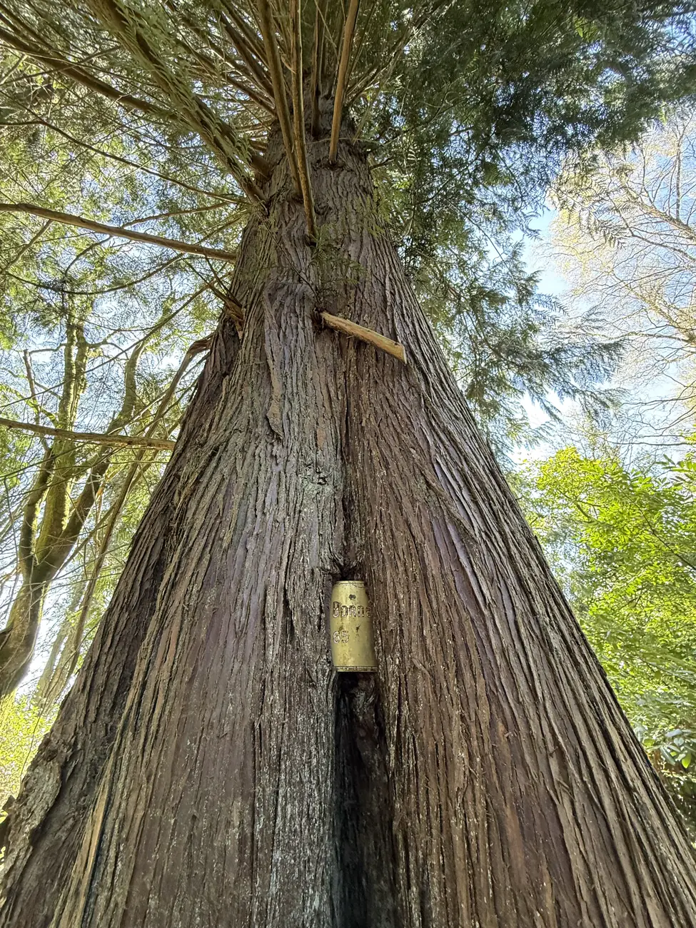 Looking up a tall old tree with an A. Bonnet sign grown into the bark