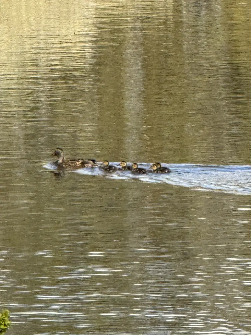 A duck leading ducklings across the lake