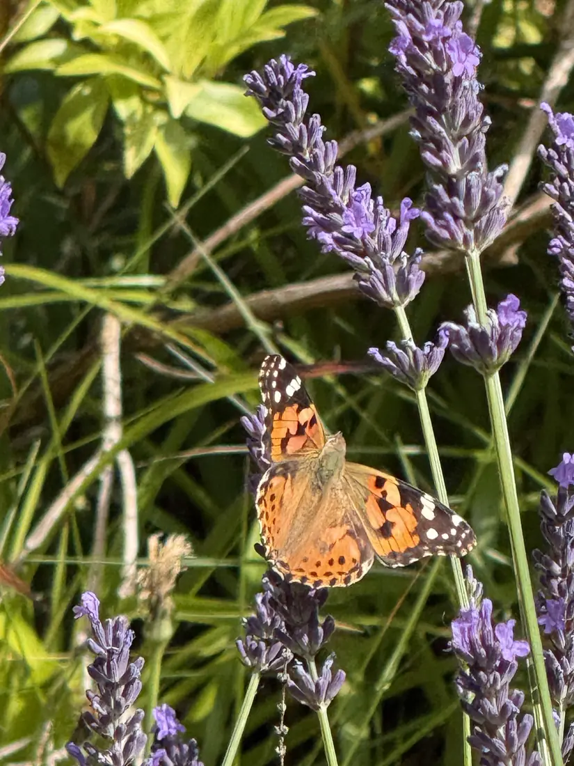 An orange butterfly on lavender