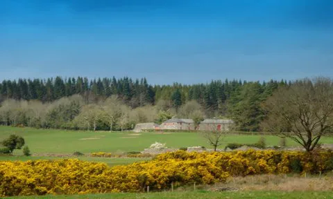 Gorse in flower above the pastures