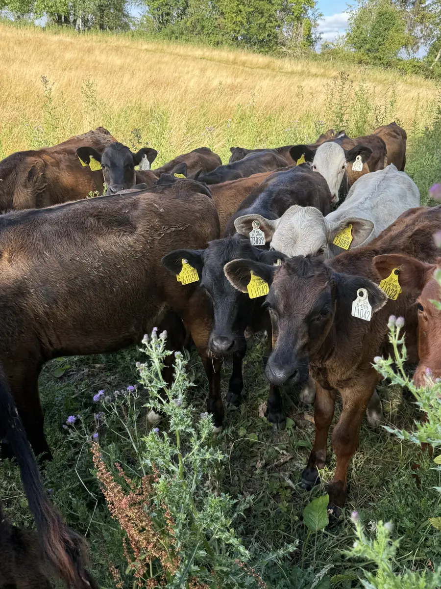 A group of young cattle in long grass