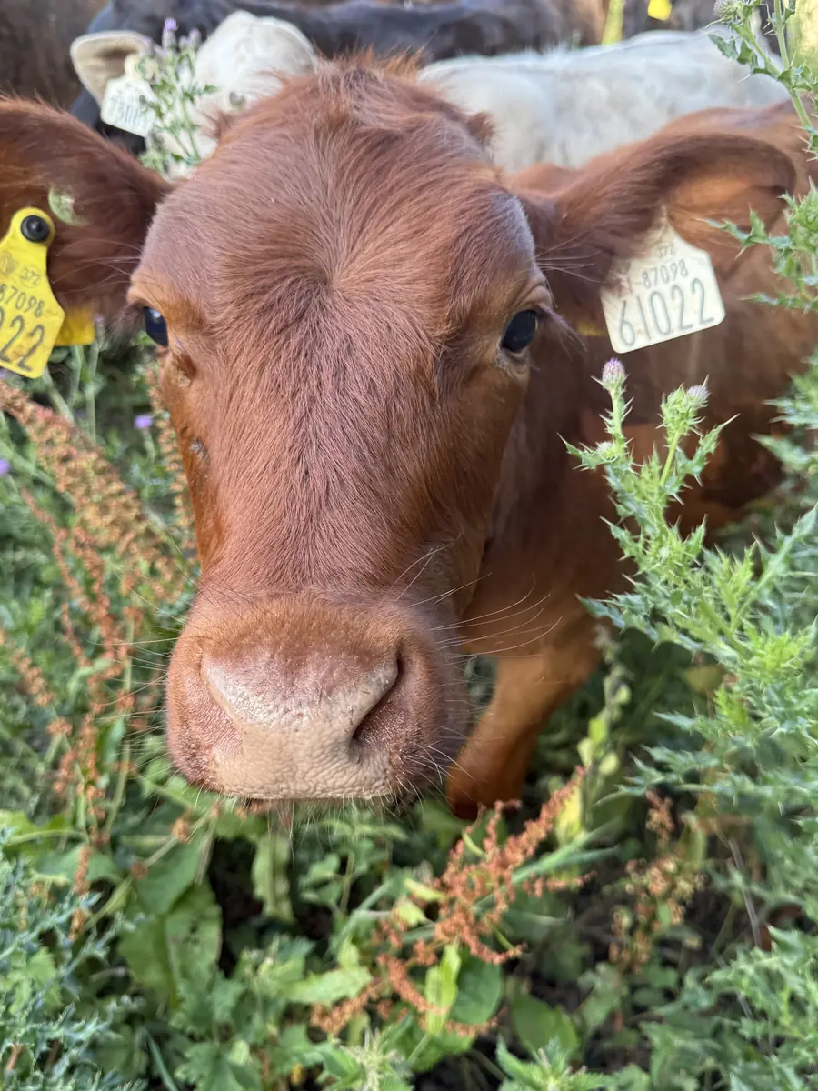 A red calf among thistles