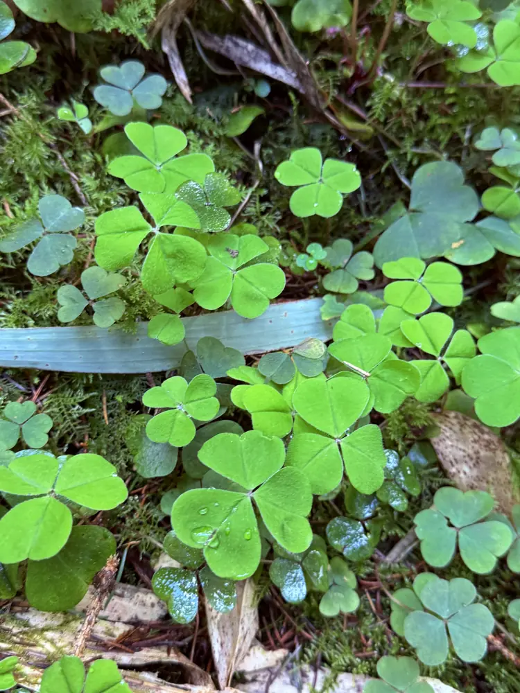 Wood sorrel on the woodland floor