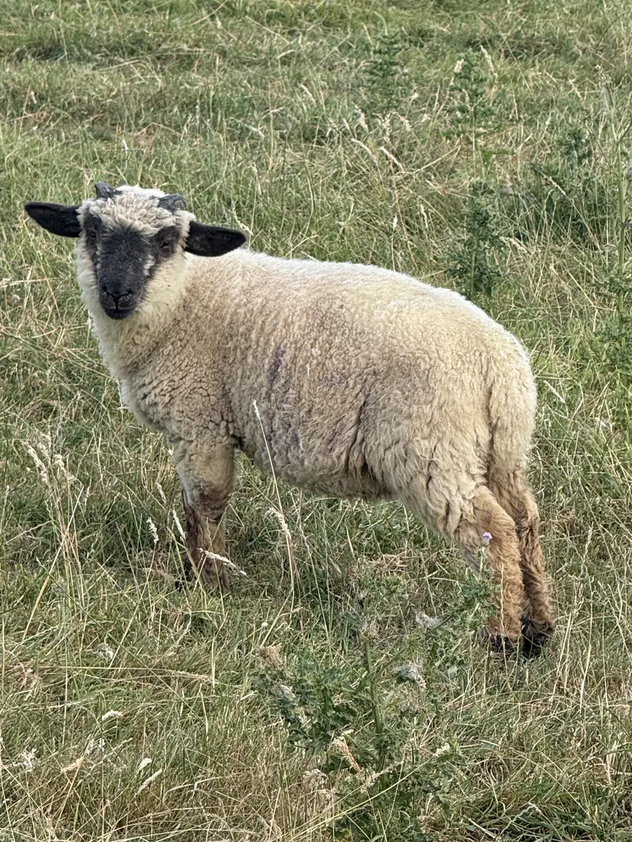A lamb with a dark face in the meadow