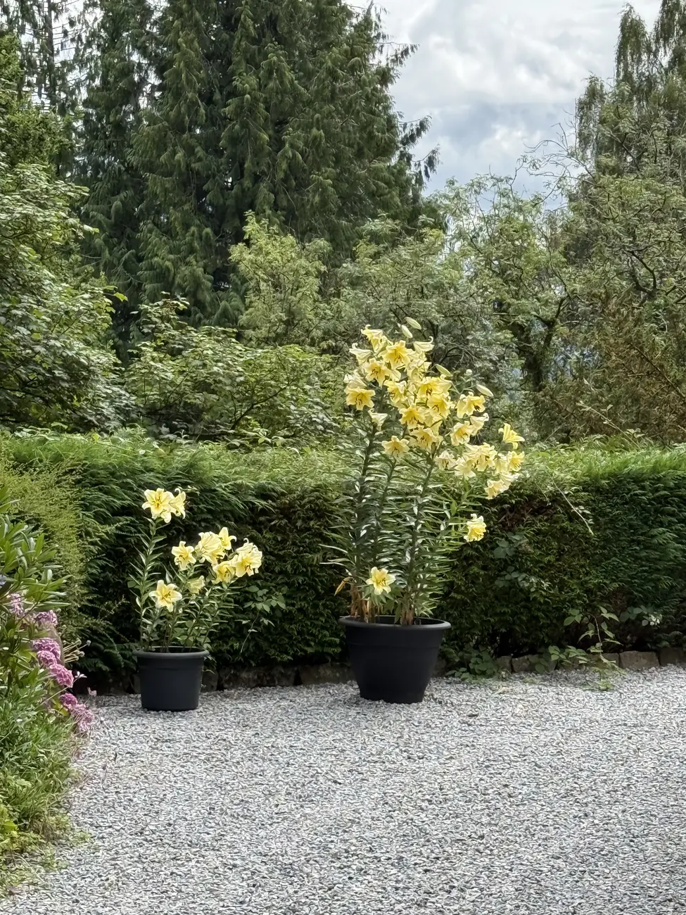 Yellow lilies in pots against a clipped hedge