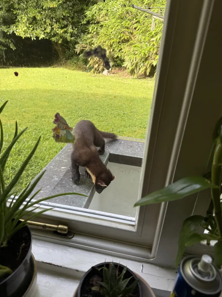 A pine marten on a window sill