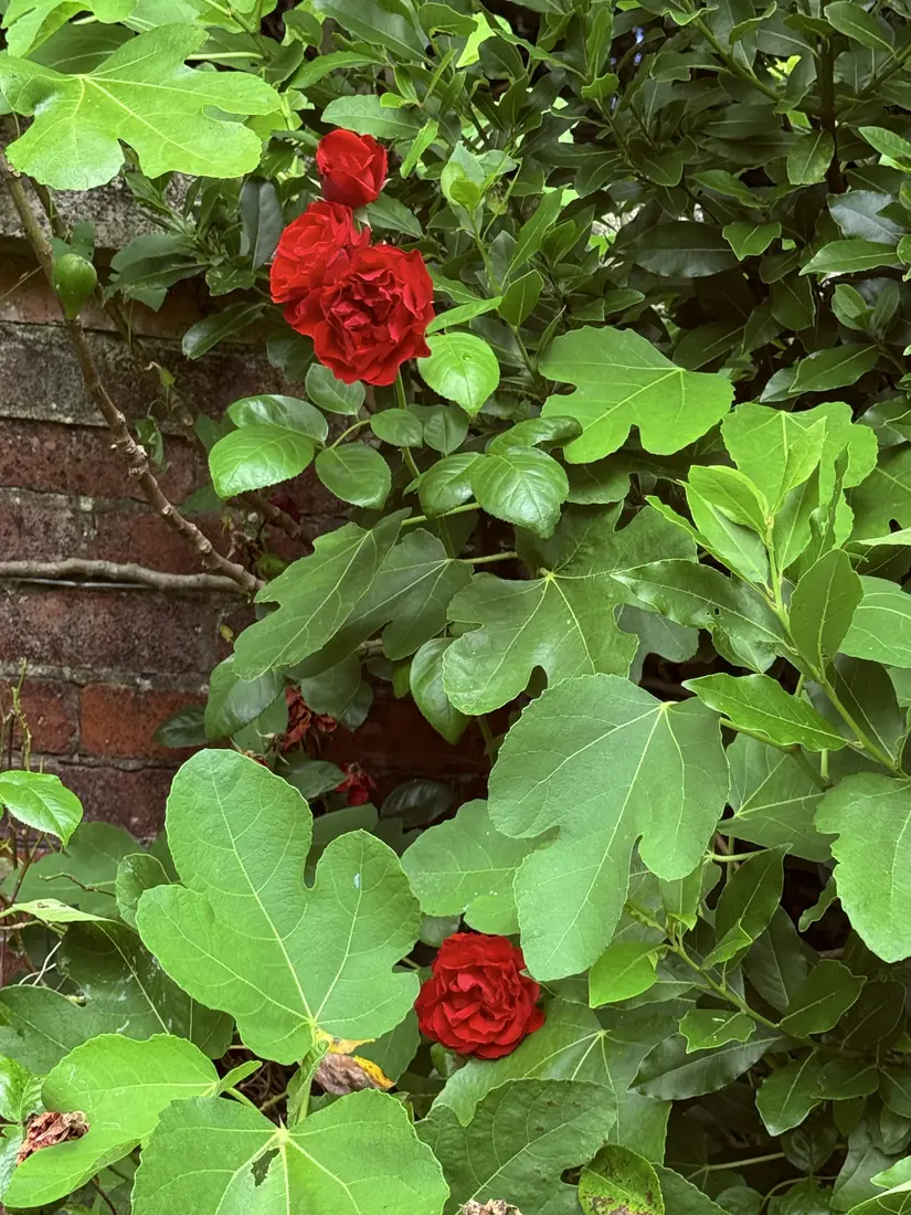 Red roses against an old brick wall
