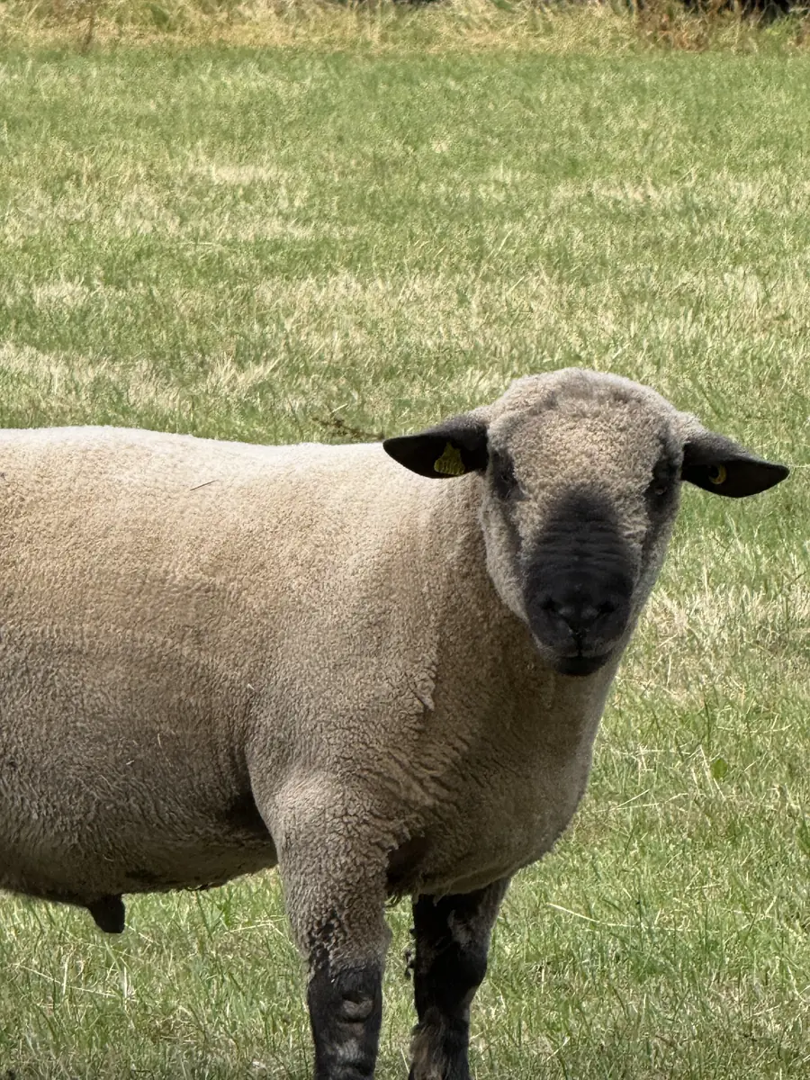 A ewe looking straight at the camera