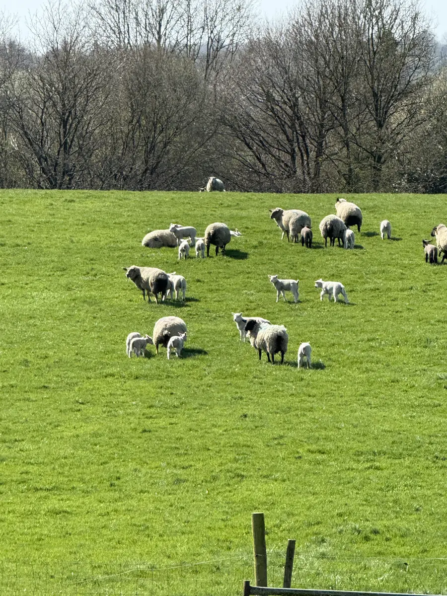 Ewes and lambs spread across a green pasture
