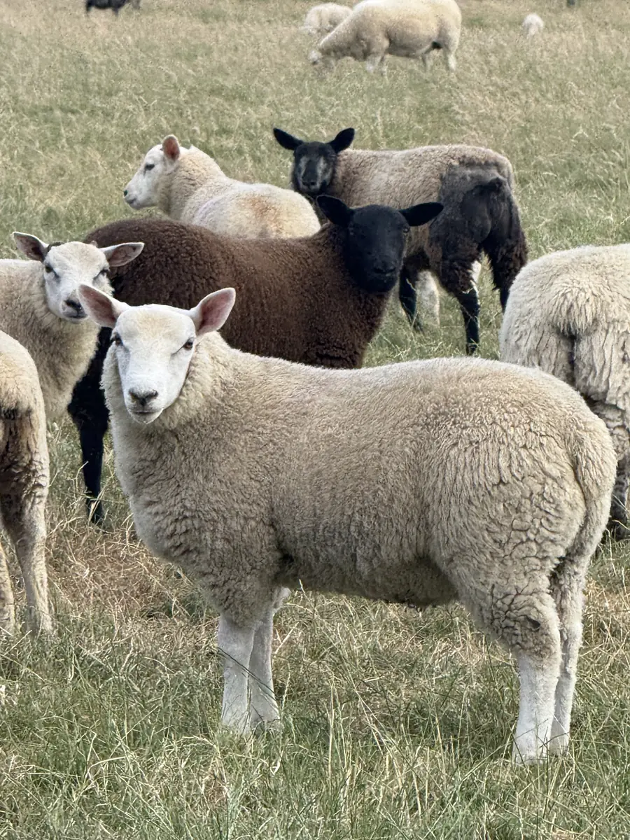 A mixed flock of white and black sheep