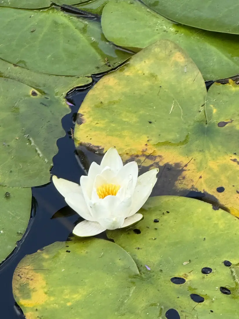 A white water lily among lily pads