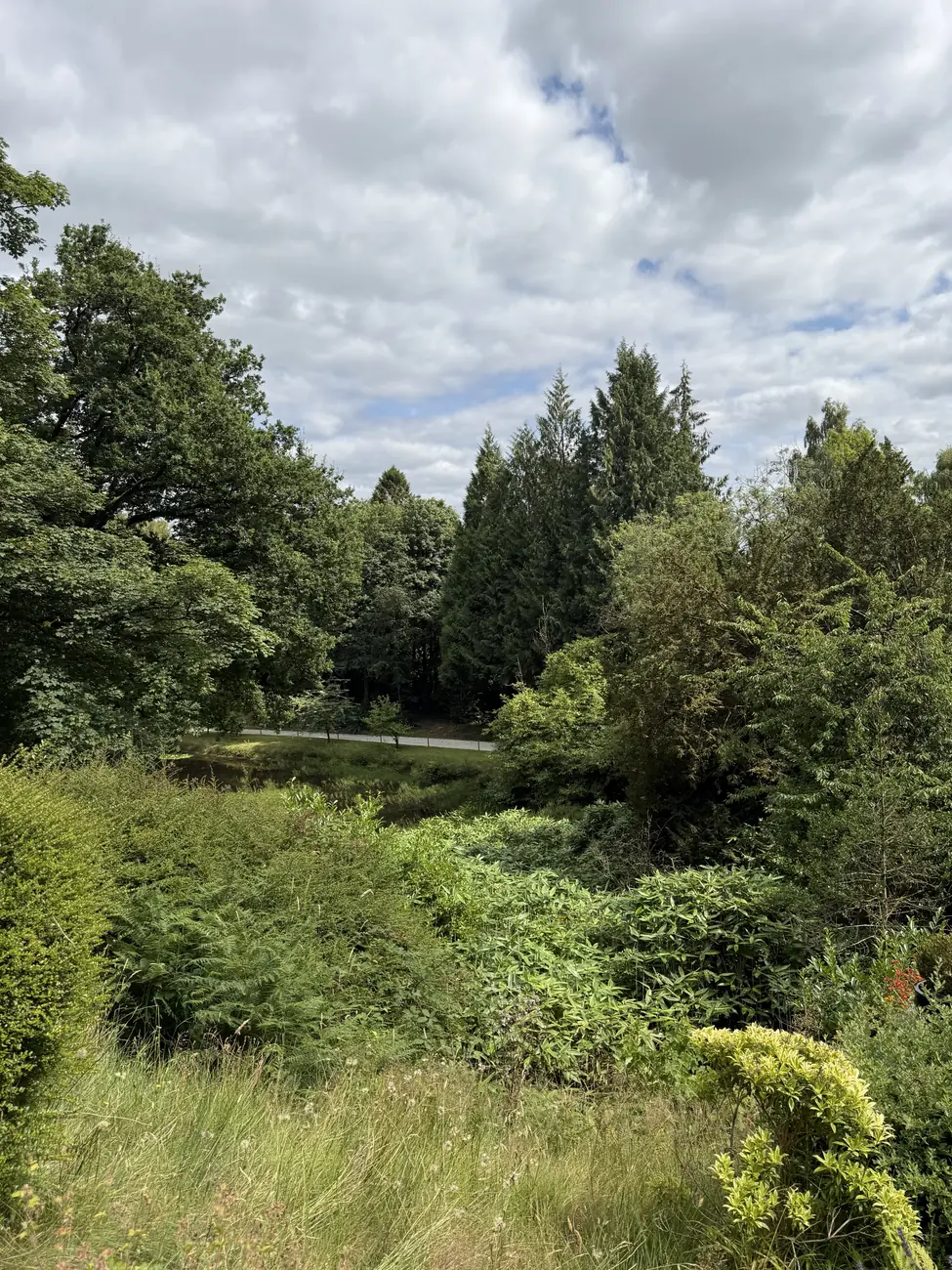 Woodland opening onto a lake